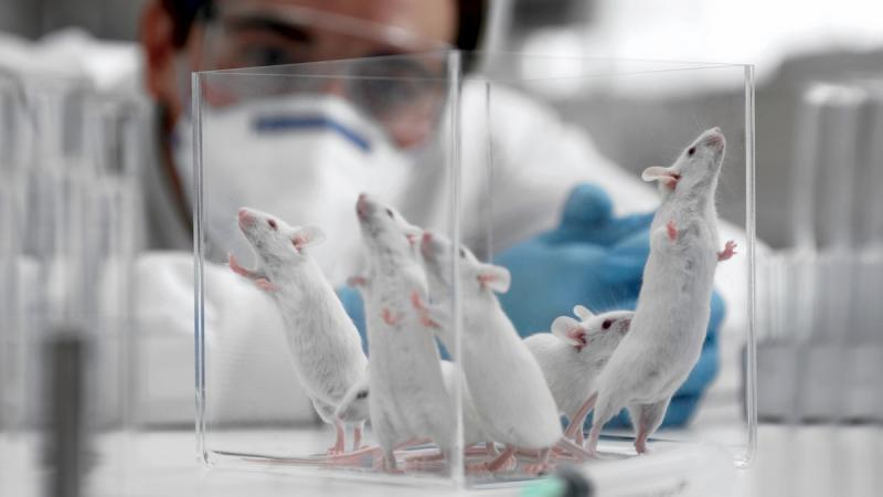 Швейцария может стать первой страной, запретивший медицинские испытания на животных