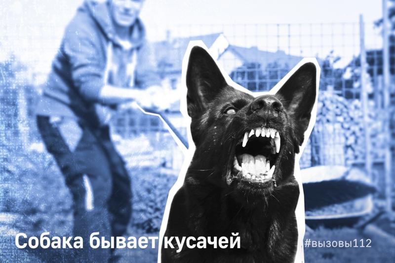 Собака бывает кусачей