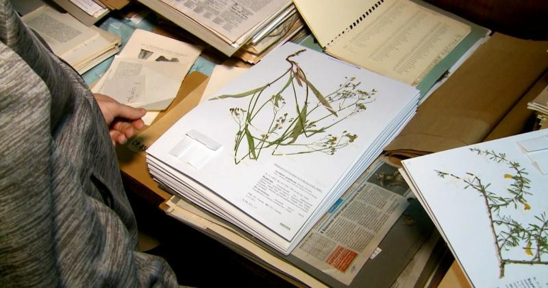 В цифровом гербарии МГУ собрали более 1 млн растений со всего мира