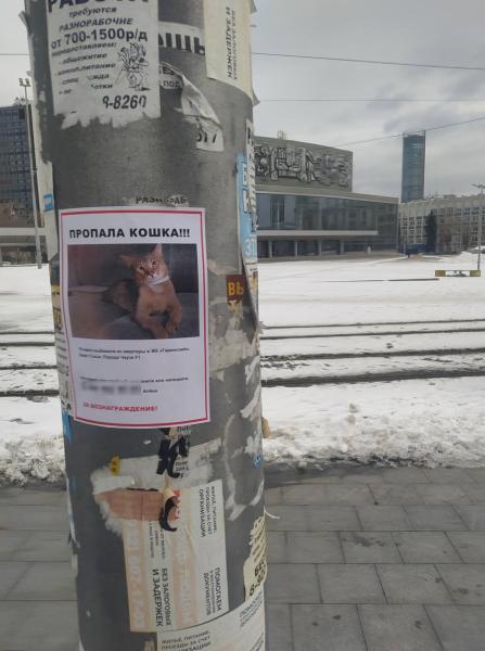 В Екатеринбурге потерялась кошка за 500 тысяч рублей