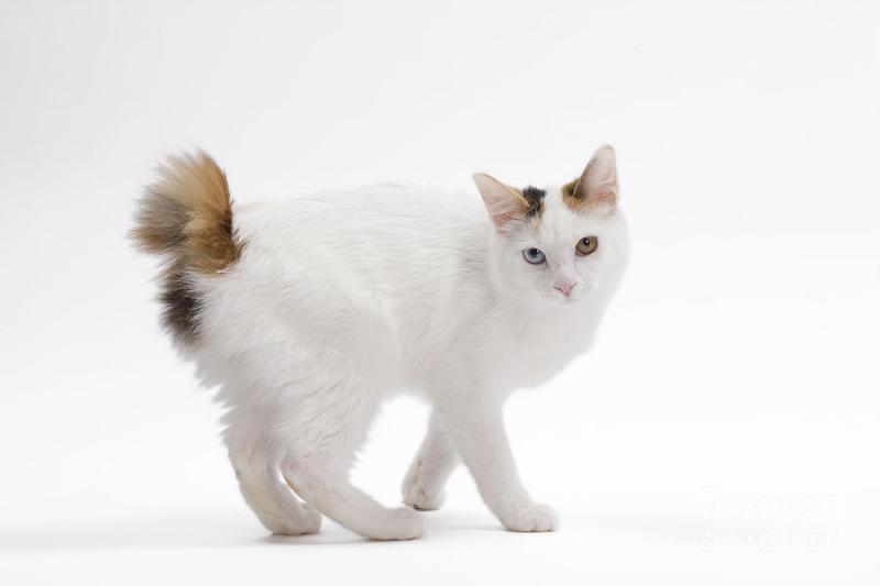 Новости о кошках породы Японский бобтейл