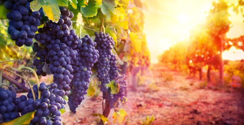 Россельхозбанк поддержит развитие виноделия на Кубани