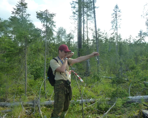 В Коми продолжаются работы в рамках федерального проекта «Сохранение лесов»