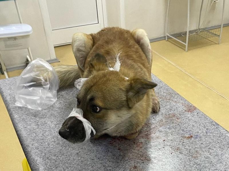 Сотрудники Росгвардии спасли травмированного бездомного пса в Иркутской области