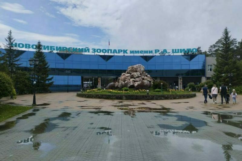 В Новосибирский зоопарк привезли японских макак