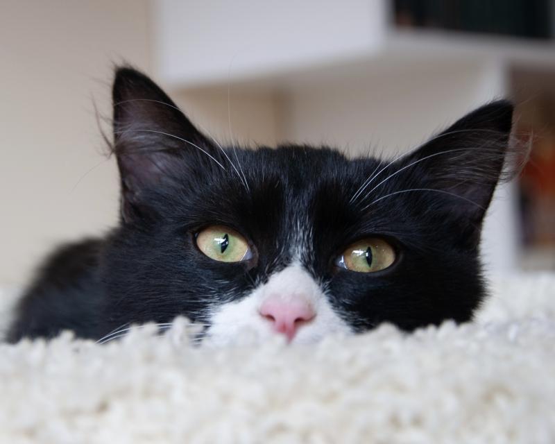 62 кошки нашли свой дом благодаря «Хвостатому коворкингу» в 2025 году