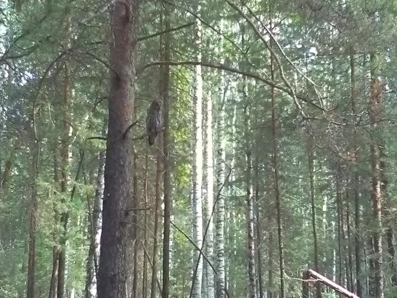 Настоящее и будущее Малиновки и пригородов Асбеста.